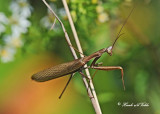 20110913 087, 086  Praying Mantis.jpg