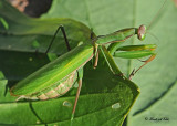 20111005 215 SERIES - Praying Mantis.jpg