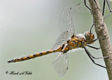 20110523 267 SERIES - Dragonflie.jpg