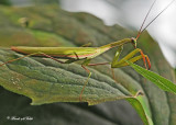 20110911 240 1r1 SERIES - Praying Mantis.jpg