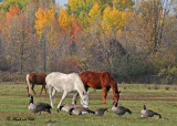 20111022 466 Horses and Canada Geese.jpg