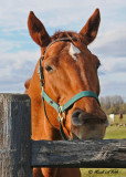 20111022 580 Horse.jpg