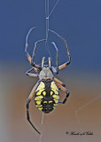 20110917 - 1 081 SERIES - Orb Weaver Spider -  (Black and Yellow Argiope).jpg