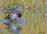 20111026 277 Wood Ducks.jpg