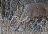 20111118 004 SERIES - White-tailed Buck.jpg