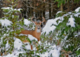 20111124 061 SERIES - White-tailed Deer.jpg