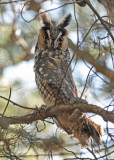 20111028 - 1 031 Long-eared Owl.jpg