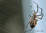 20110917 - 1 167 Orb Weaving Spider Black and Yellow Argiope.jpg