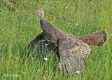 20110616 366 SERIES - Wild Turkey.jpg