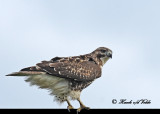 20111028 - 1 148 1c2 SERIES - Red-tailed Hawk.jpg