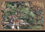 20111212 398 Red-tailed Hawk.jpg