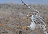 20111222 458 Red-tailed Hawk.jpg