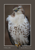 20111222 707 Red-tailed Hawk.jpg