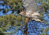 20111212 451 Red-tailed Hawk.jpg