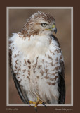 20111222 758 SERIES - Red-tailed Hawk, juv .jpg