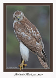 20111222 1695 Red-tailed Hawk.jpg
