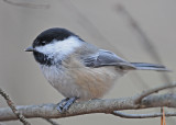 20111027 003 Black-capped Chickadee.jpg