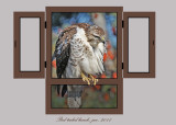 20111212 - 2 156  SERIES -  Red-tailed Hawk.jpg