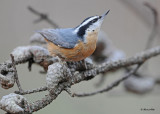 20111027 193 Red-breasted Nuthatch.jpg