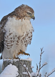 20111226 388 Red-tailed Hawk.jpg