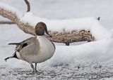 20111216 034 SERIES -  Northern Pintail, male.jpg