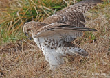 20111222 1428 Red-tailed Hawk.jpg