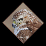 20111222 859 1r3 Red-tailed Hawk.jpg