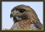 20100210 1521 1r1 SERIES - Red-tailed Hawk.jpg