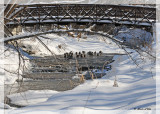 20120121 001 SERIES -  Mallards at Pinecrest Creek.jpg