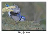 20120208 - 2 627 Blue Jay.jpg