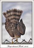 20120222 099 Sharp-shinned Hawk.jpg