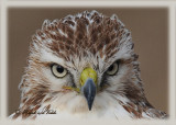 20111222 745 1c3a  SERIES - Red-tailed Hawk.jpg