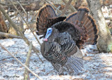 20120309 217 Wild Turkeys.jpg