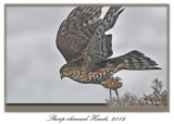20120222 048 1r2a Sharp-shinned Hawk.jpg