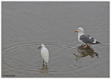 20120322 Mexico 536 SERIES Herring Gull (breeding) & Snowy Egret.jpg