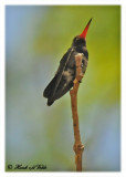 20120322 Mexico 993 Doubldays Hummingbird.jpg