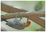 20120322 Mexico 894 SERIES - Golden-cheeked Woodpecker.jpg