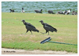 20120322 Mexico 1003 SERIES - Black Vultures and  Friends.jpg
