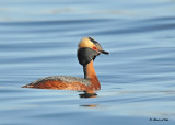 20120505-1 058 Horned Grebe.jpg