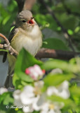 20120511-1 070 Warbling Vireo.jpg