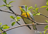 20120511-2 016 SERIES Northern Parula.jpg