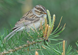 20120517-1 251 SERIES - Clay-colored Sparrow.jpg