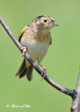20120517 939 SERIES - Grasshopper Sparrow.jpg