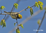 20120517 015 Black-throated Green Warbler.jpg