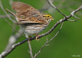 20120517 512 Savannah Sparrow.jpg
