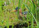 20120620 369 Least Bittern.jpg