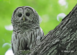 20120620 558 1r1 Barred Owl.jpg