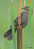 20120620 506 Red-winged Blackbird.jpg