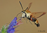 20120710 - 2 066 Clearwing Hummingbird Moth.jpg