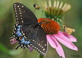 20120708 023 Black Swallowtail.jpg